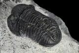 Two Detailed Gerastos Trilobite Fossils - Morocco #119013-5